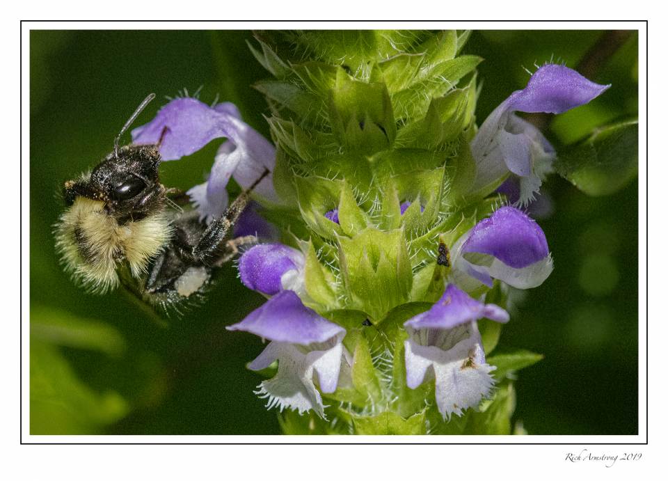 bee on purple flower.jpg